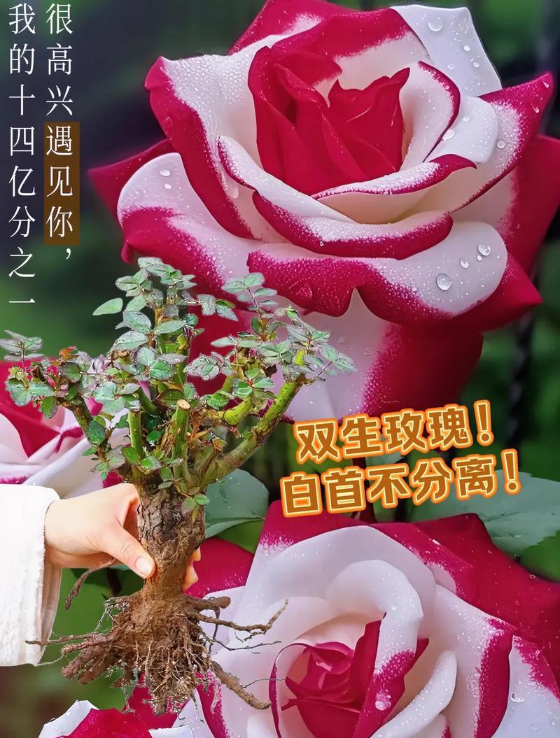104朵花代表什么含义？104朵花的寓意有哪些常见问题解答？