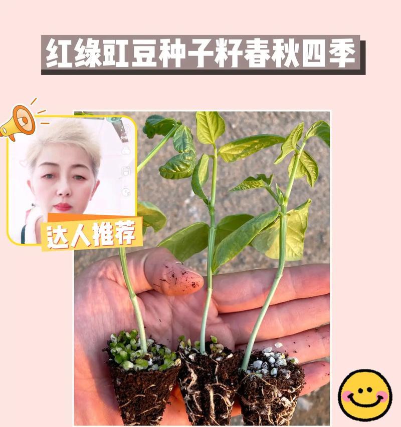 种豇豆催芽方法是什么？如何提高发芽率？