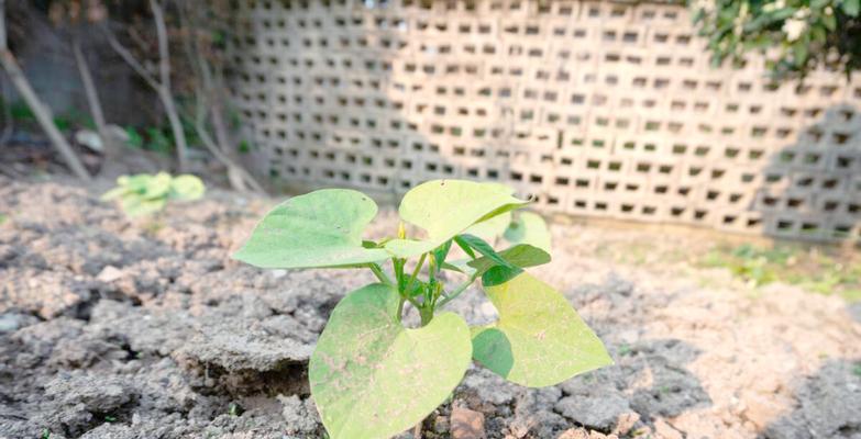种豇豆催芽方法是什么？如何提高发芽率？
