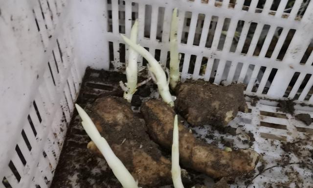 催芽芽尖发黑是什么原因导致的？如何解决？