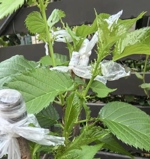樱桃种子怎么催芽最好方法？有效步骤和技巧是什么？