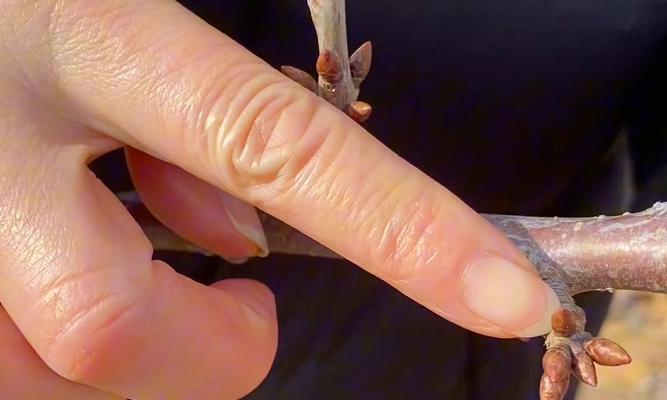 樱桃种子怎么催芽最好方法？有效步骤和技巧是什么？
