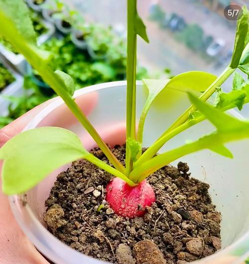 樱桃种子怎么催芽最好方法？有效步骤和技巧是什么？