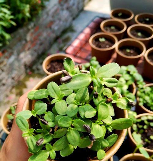 向日葵种植方法有哪些？如何确保向日葵健康成长？