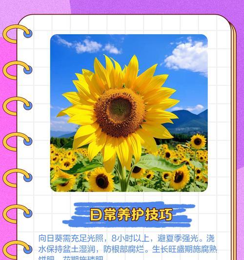 向日葵种植方法有哪些？如何确保向日葵健康成长？