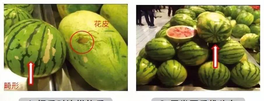 花皮瓜种子催芽方法是什么？需要多长时间才能发芽？