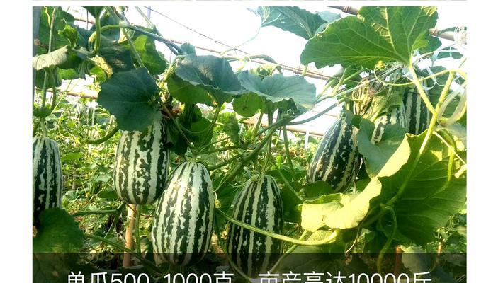 花皮瓜种子催芽方法是什么？需要多长时间才能发芽？