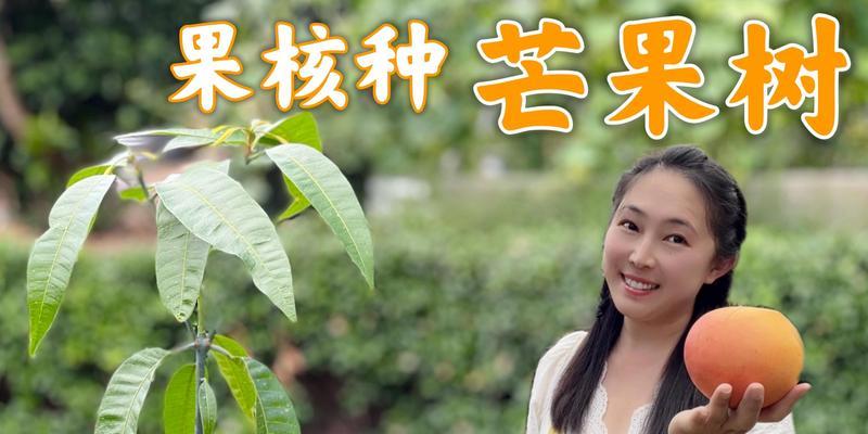 种芒果需要催芽吗？如何正确种植芒果树？