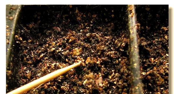 用湿巾催芽后怎么弄下来？操作步骤和注意事项是什么？