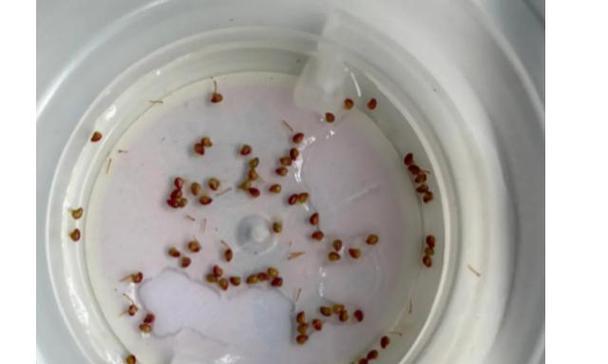 根达菜种子催芽技巧是什么？如何加速根达菜种子发芽过程？
