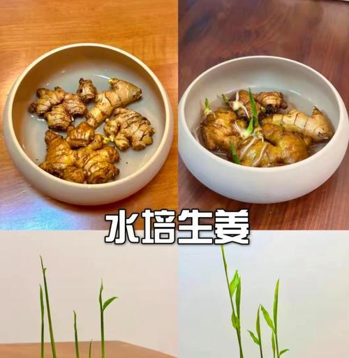 根达菜种子催芽技巧是什么？如何加速根达菜种子发芽过程？