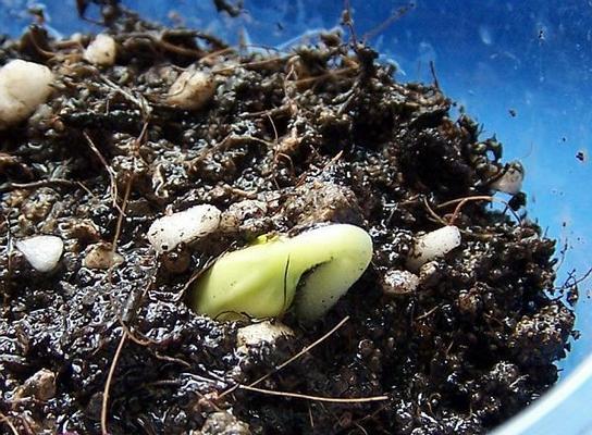根达菜种子催芽技巧是什么？如何加速根达菜种子发芽过程？