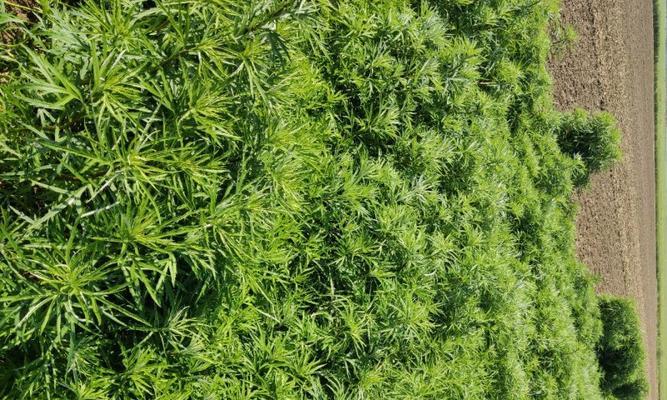 泥蒿种植方法是什么？如何正确种植泥蒿？