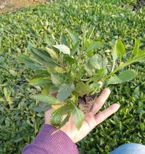 马鞭草催芽后如何正确种植？步骤和注意事项是什么？