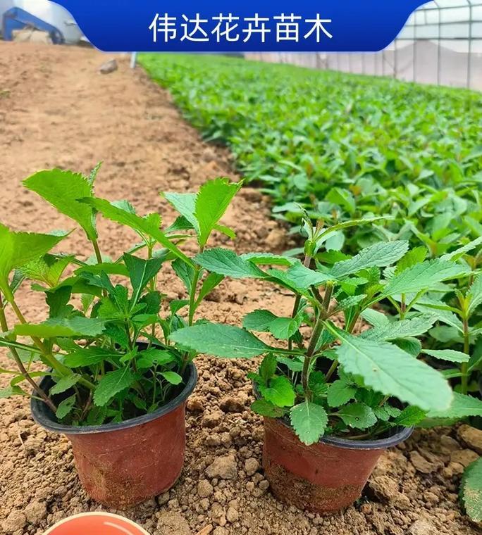 马鞭草催芽后如何正确种植？步骤和注意事项是什么？