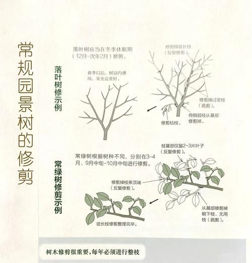 茄子树修剪枝的最佳时机是什么时候？如何正确修剪以促进生长？