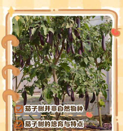 茄子树修剪枝的最佳时机是什么时候？如何正确修剪以促进生长？