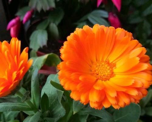 金盏菊催芽方法是什么？需要多长时间才能发芽？