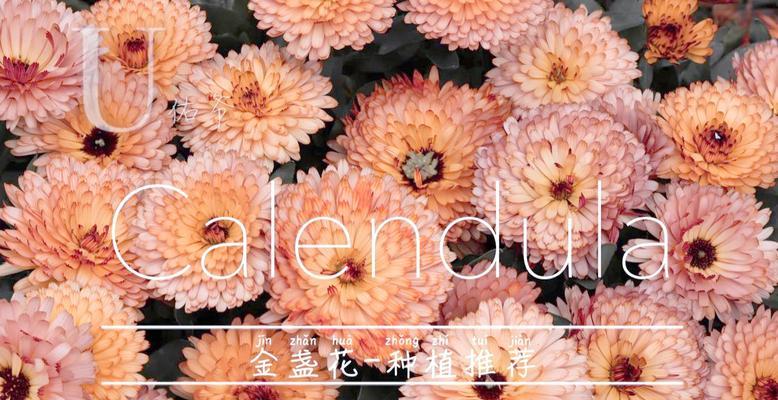 金盏菊催芽方法是什么？需要多长时间才能发芽？