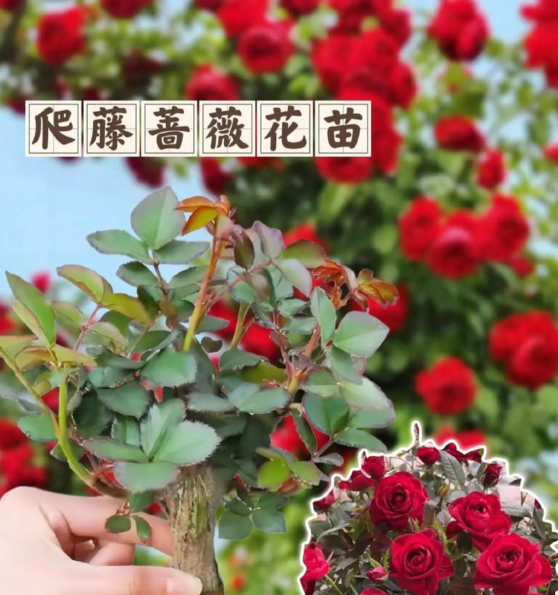 蔷薇花种催芽方法是什么？需要多长时间才能发芽？