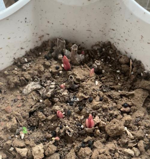 蔷薇花种催芽方法是什么？需要多长时间才能发芽？