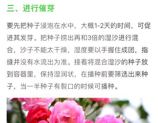 蔷薇花种催芽方法是什么？需要多长时间才能发芽？