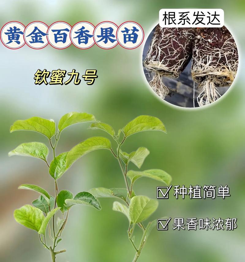 百香果子催芽方法是什么？需要多长时间才能发芽？