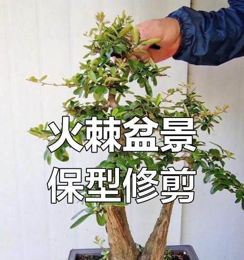 修剪枝条的正确方法是什么？底线修剪枝条需要注意哪些问题？