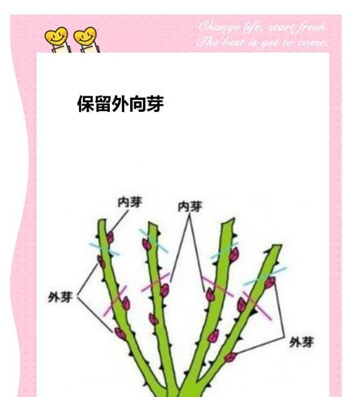 修剪枝条的正确方法是什么？底线修剪枝条需要注意哪些问题？