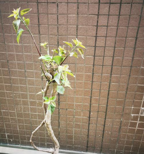 花后修剪枝条怎么修剪？修剪的最佳时间和方法是什么？
