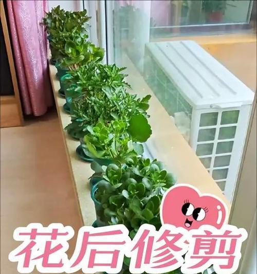 花后修剪枝条怎么修剪？修剪的最佳时间和方法是什么？