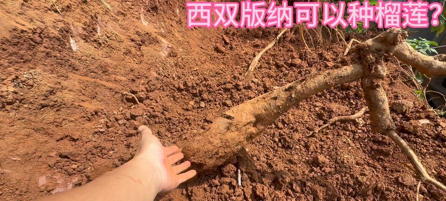 榴莲仔种植方法是什么？如何正确种植榴莲仔？