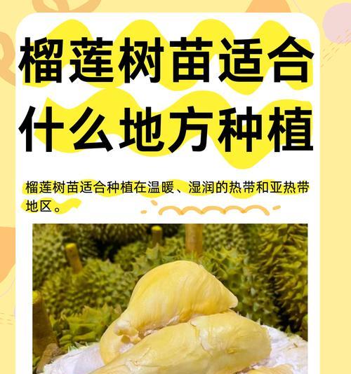 榴莲仔种植方法是什么？如何正确种植榴莲仔？