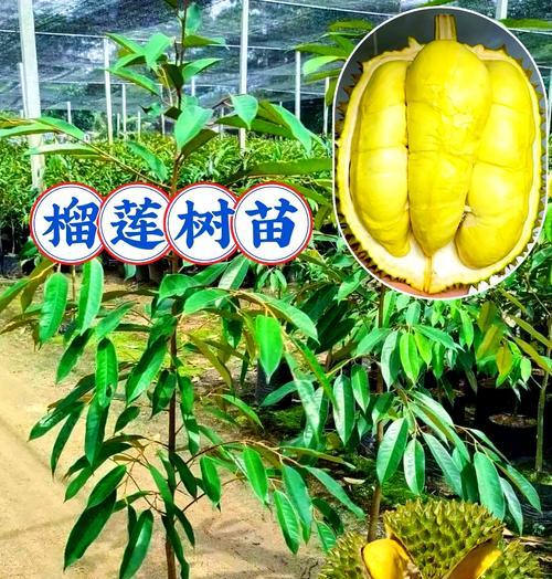 榴莲仔种植方法是什么？如何正确种植榴莲仔？
