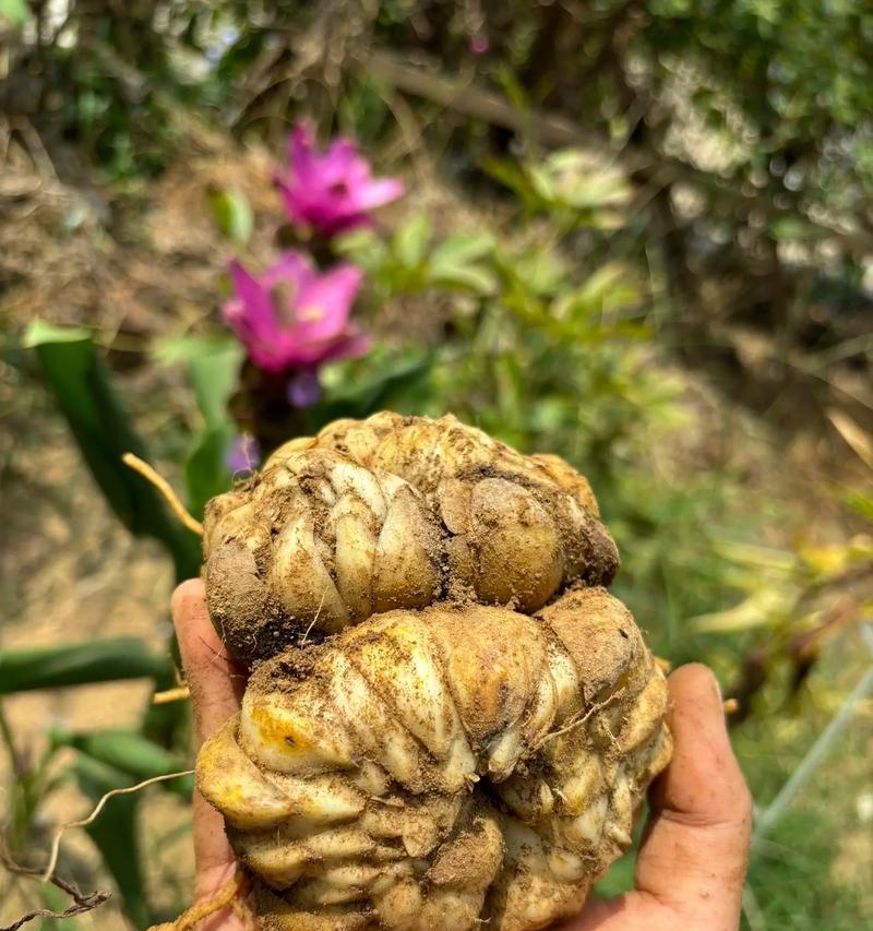 百合球挖出后如何正确催芽？步骤和注意事项是什么？