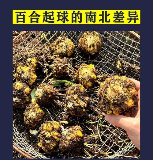 百合球挖出后如何正确催芽？步骤和注意事项是什么？