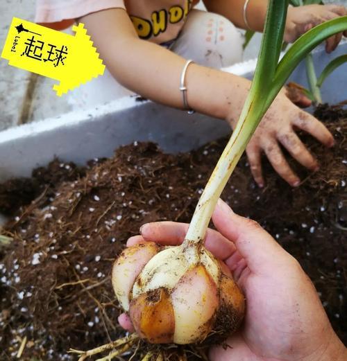 百合球挖出后如何正确催芽？步骤和注意事项是什么？