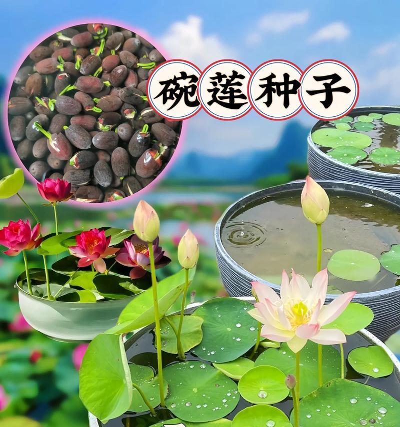 碗莲夏天催芽方法是什么？如何快速成功催芽？