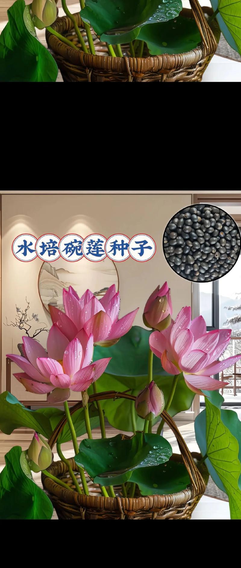 碗莲夏天催芽方法是什么？如何快速成功催芽？