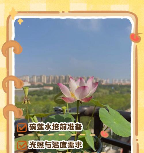 碗莲夏天催芽方法是什么？如何快速成功催芽？