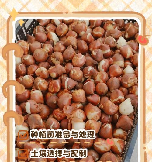 花葵种子种植方法有哪些？步骤和注意事项是什么？