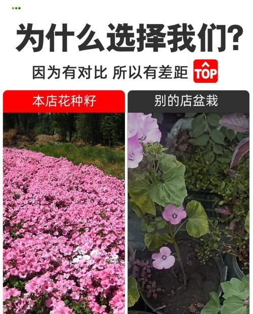 花葵种子种植方法有哪些？步骤和注意事项是什么？
