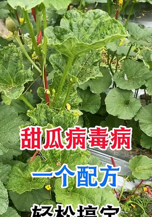 甜瓜种子催芽烂种怎么办？有效预防和处理方法是什么？