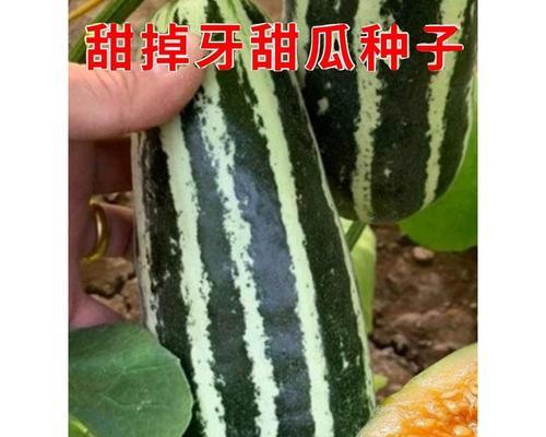 甜瓜种子催芽烂种怎么办？有效预防和处理方法是什么？