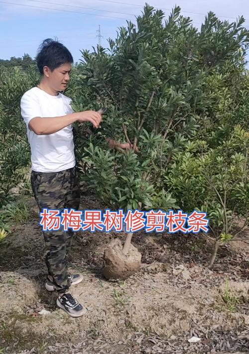 檀香树修剪枝条的最佳时机是什么时候？修剪方法有哪些？