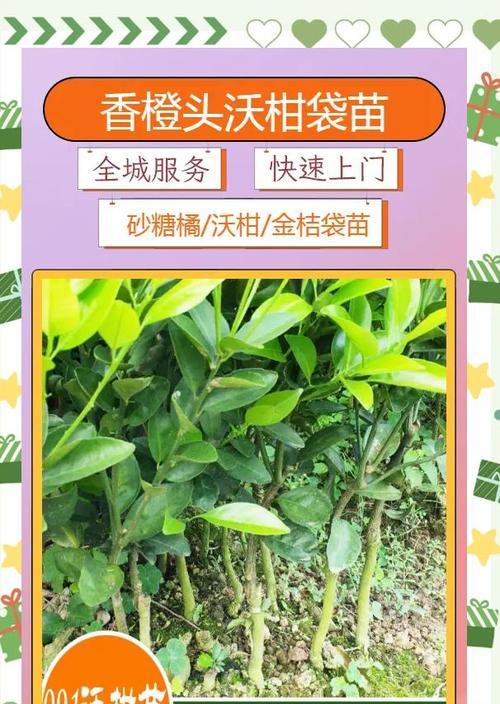 橘子怎么种植方法？从种子到结果的全过程指南？
