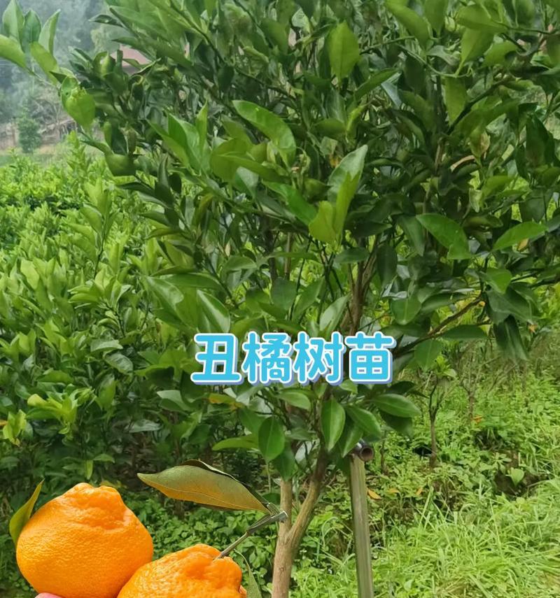 橘子怎么种植方法？从种子到结果的全过程指南？