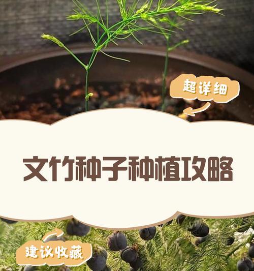 文竹籽催芽方法是什么？需要多长时间才能发芽？