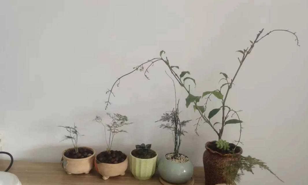 文竹籽催芽方法是什么？需要多长时间才能发芽？