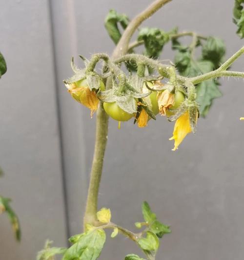 毛慈菇催芽粉使用方法是什么？使用过程中常见问题有哪些？